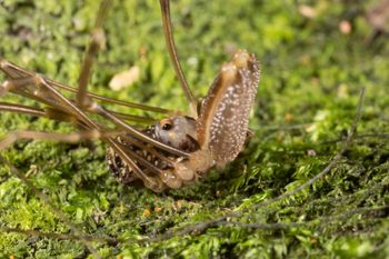Media type: image;   Invertebrate Zoology 133309